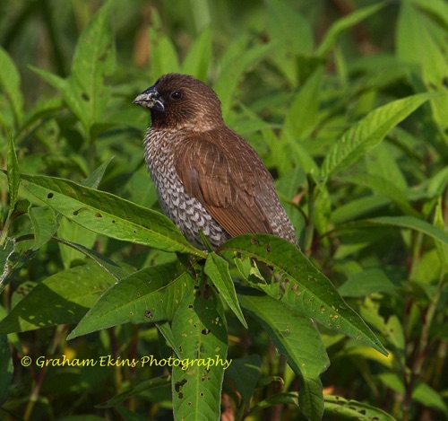 Scaly-breasted Munia
This is the commonest Munia seen in Hong Kong.
Unknown location